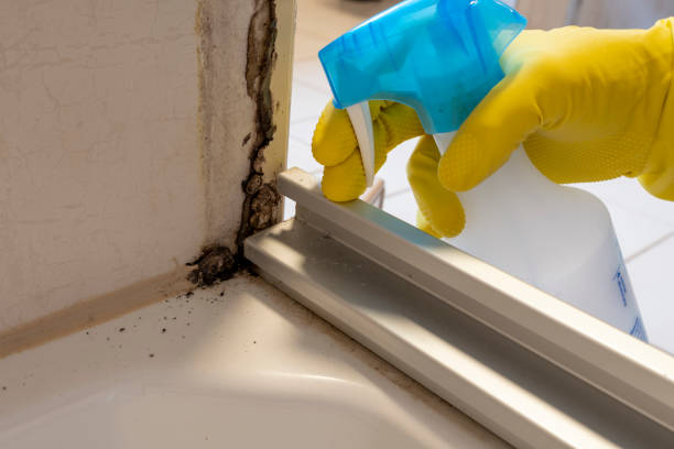 Best Bathroom Mold Remediation in Elkhorn, CA